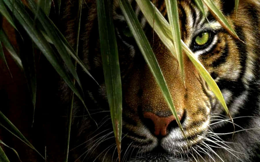 Indian Tiger Hiding Behind Leaves Wallpaper