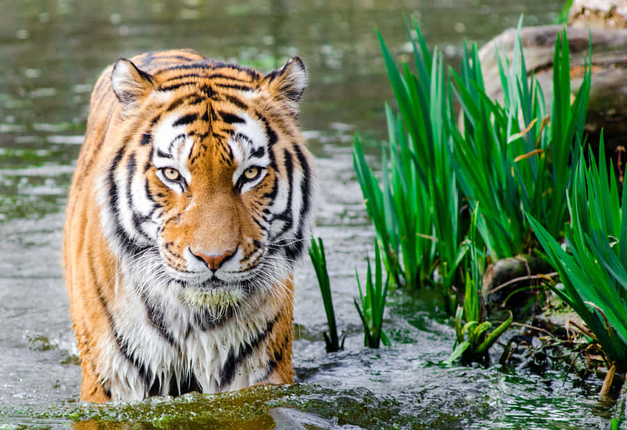 Indian Tiger On A Lake Wallpaper