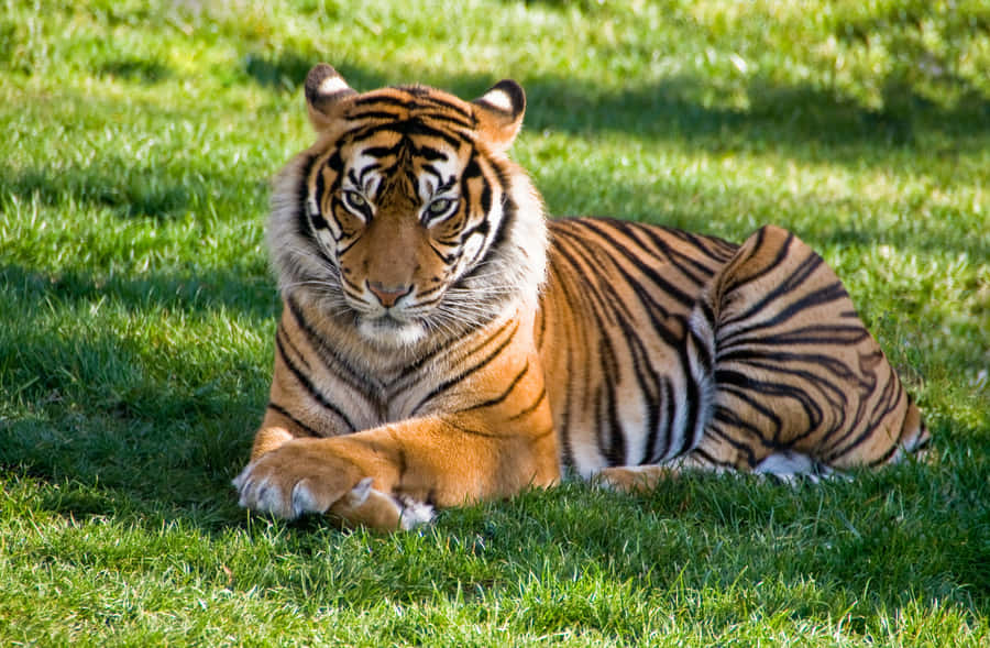 Indian Tiger Relaxed Grass Wallpaper