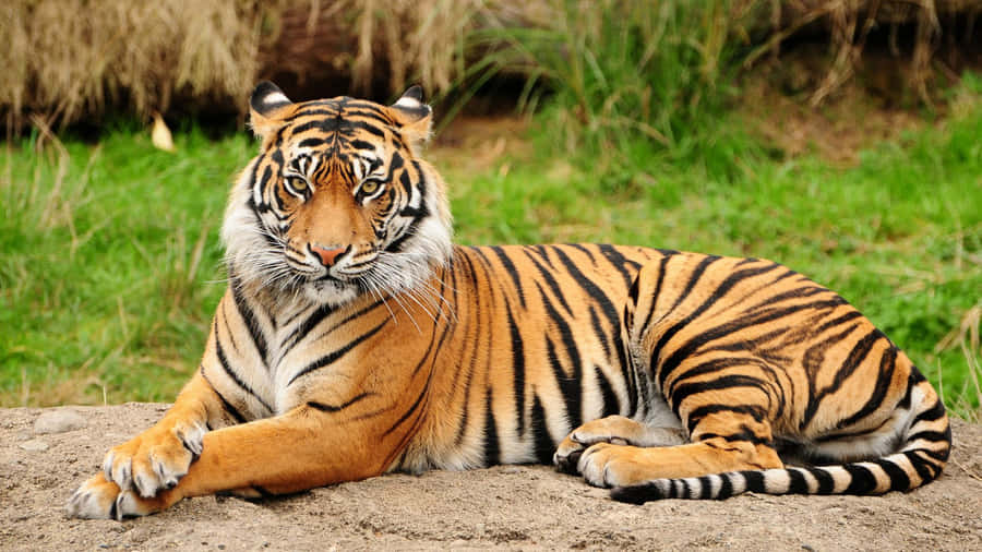 Indian Tiger Sitting On Grass Wallpaper