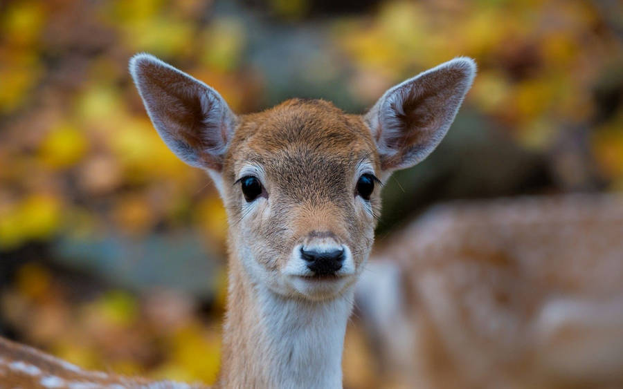 Innocent Forest Deer Wallpaper