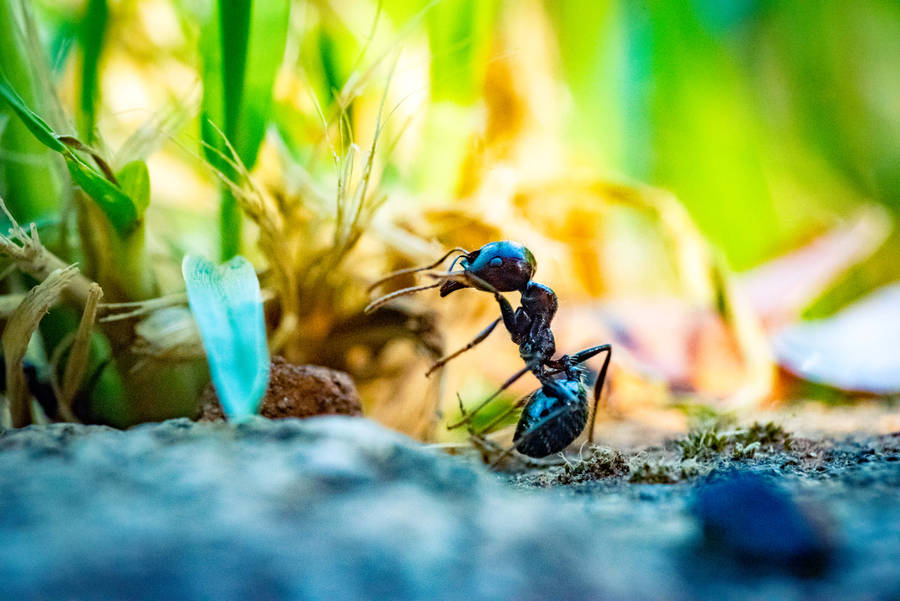 Insect Ant With Black Body Wallpaper