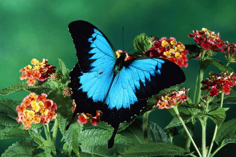 Insect Black And Blue Wings Wallpaper