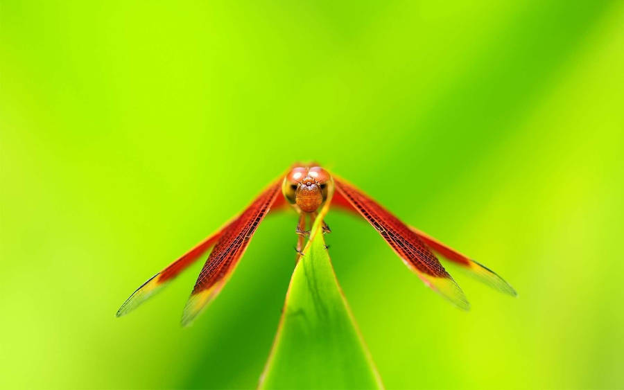 Insect Dragonfly With Red Wings Wallpaper