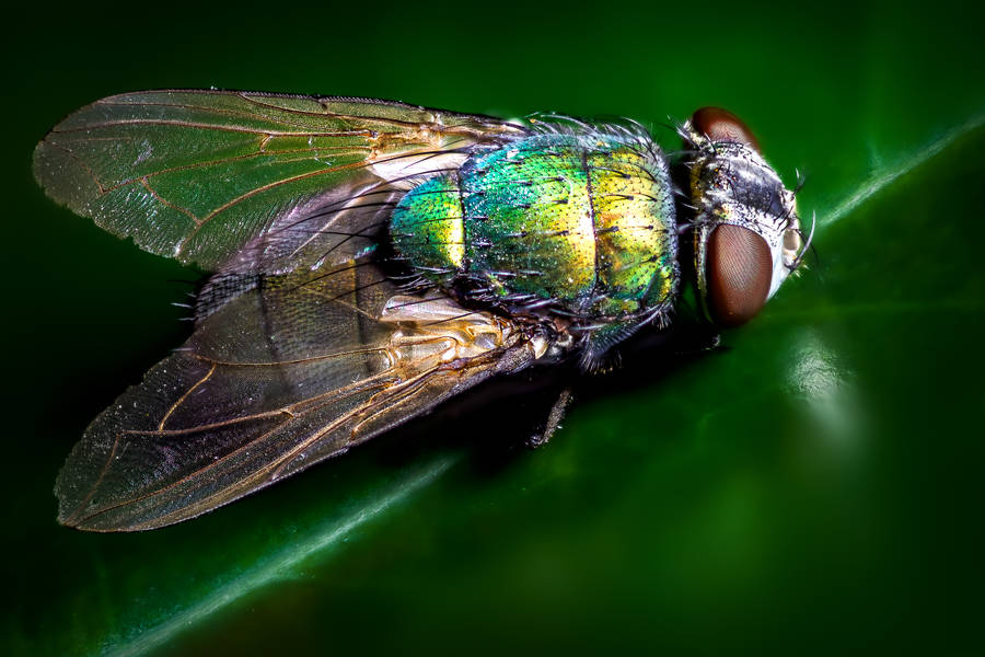 Insect Fly With Green Body Wallpaper