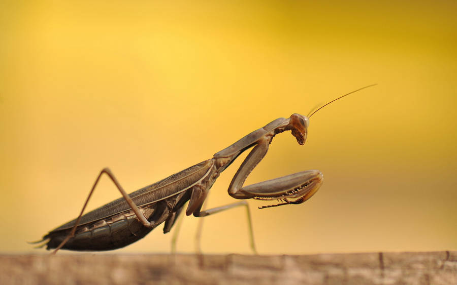 Insect Mantis Light Brown Body Wallpaper