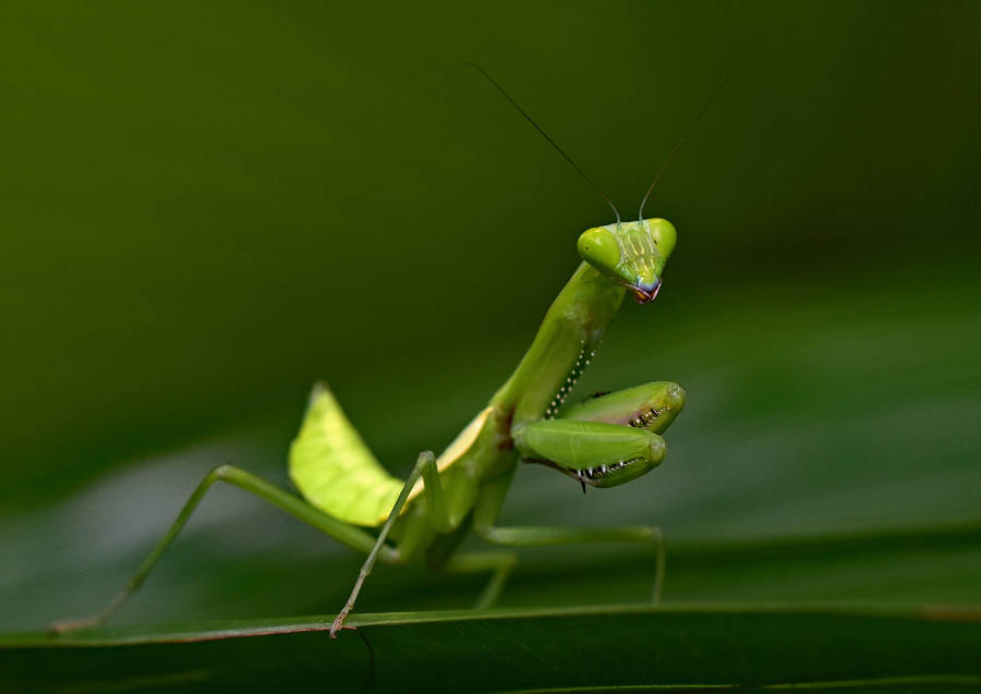 Insect Mantis Light Green Body Wallpaper