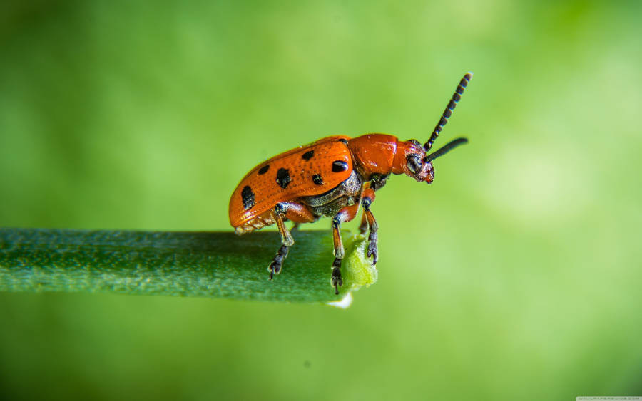 Insect On Edge Of Leaf Wallpaper