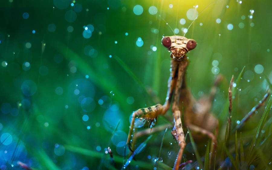 Insect Praying Mantis Wallpaper