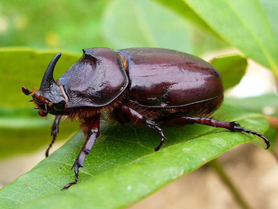 Insect Rhinoceros Beetle Wallpaper