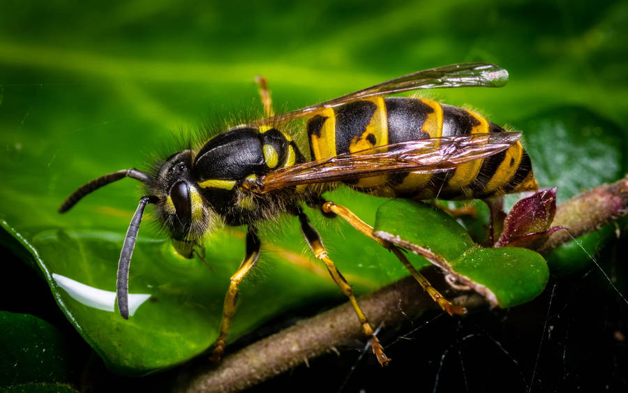 Insect Wasp With Black Antennae Wallpaper