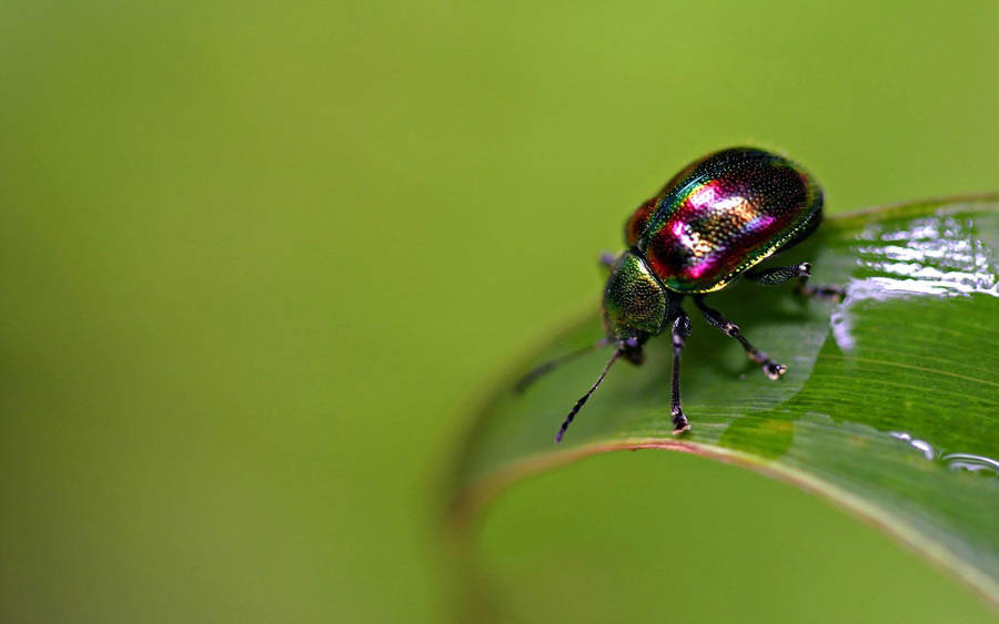 Insect With Candy Red Exoskeleton Wallpaper