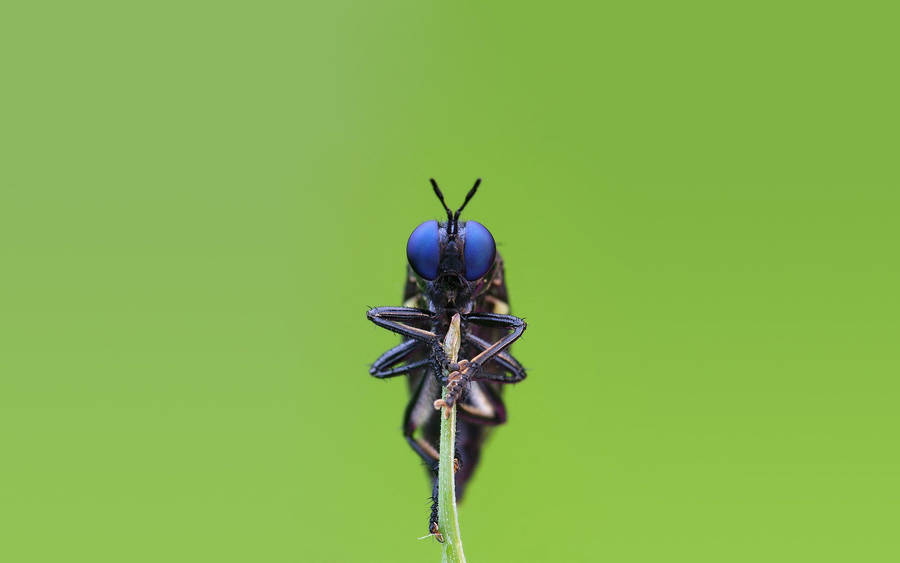 Insect With Dark Blue Eyes Wallpaper