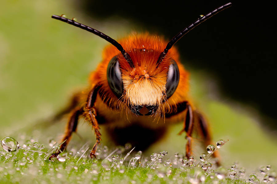 Insect With Red Hair Wallpaper