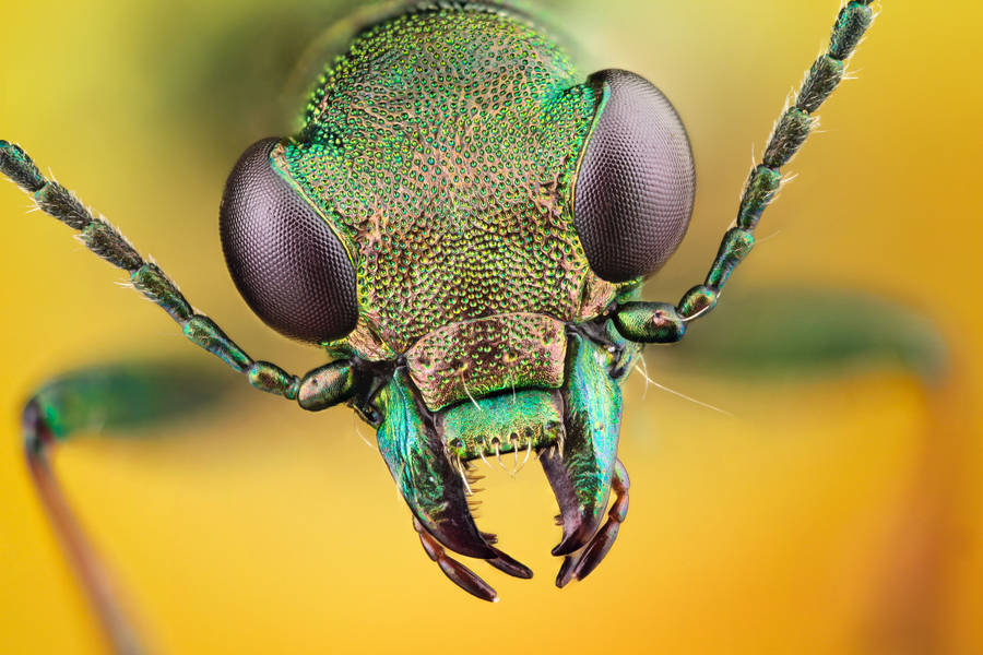 Insect With Rough Face Wallpaper