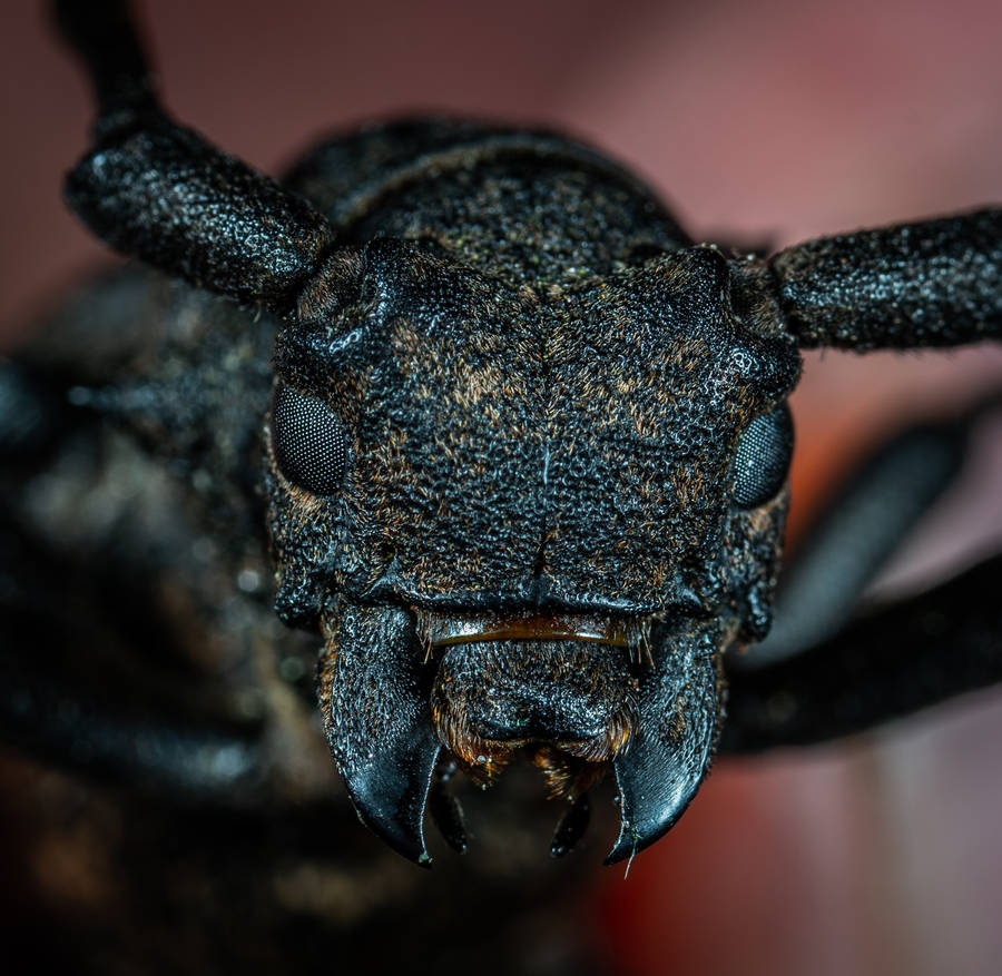 Insect With Scary Black Face Wallpaper