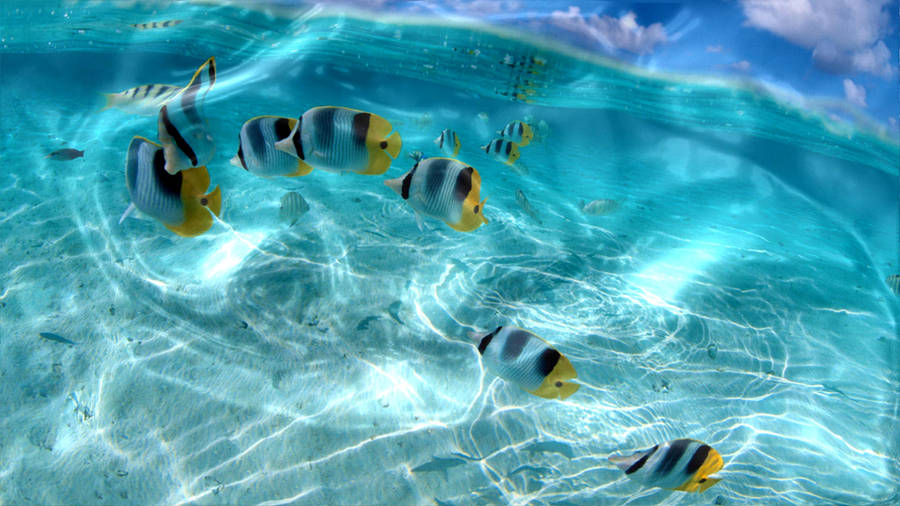 Interactive Tropical Fish Wallpaper