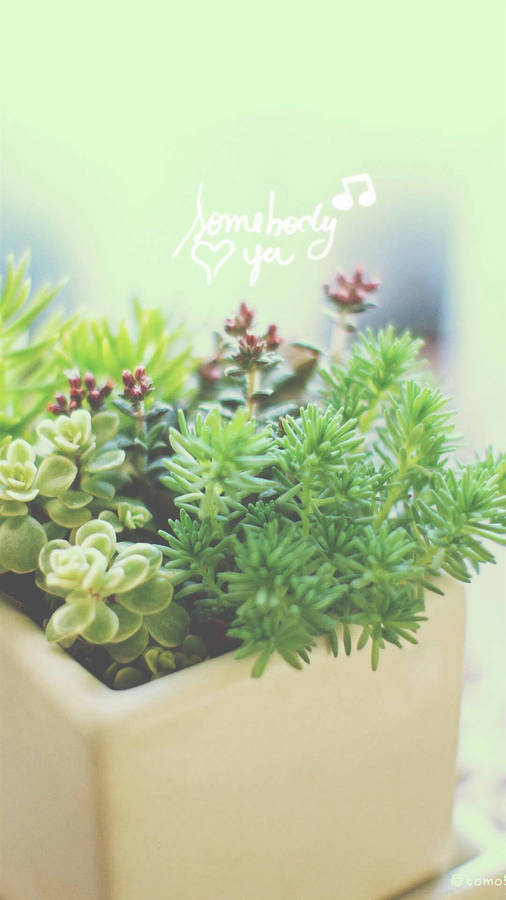 Into Nature - Embrace The Green Aesthetic Lifestyle Wallpaper
