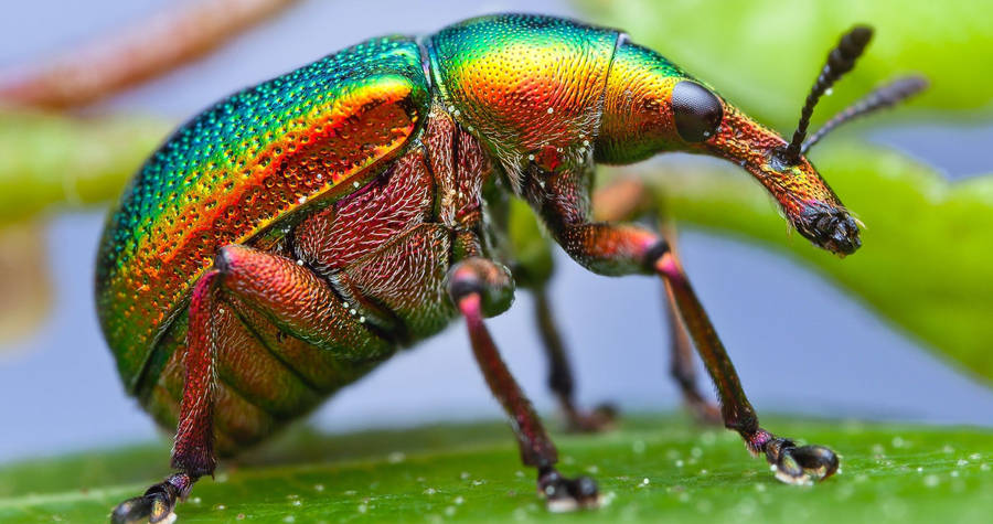 Intricate Detail Of A Metallic Weevil Beetle Wallpaper