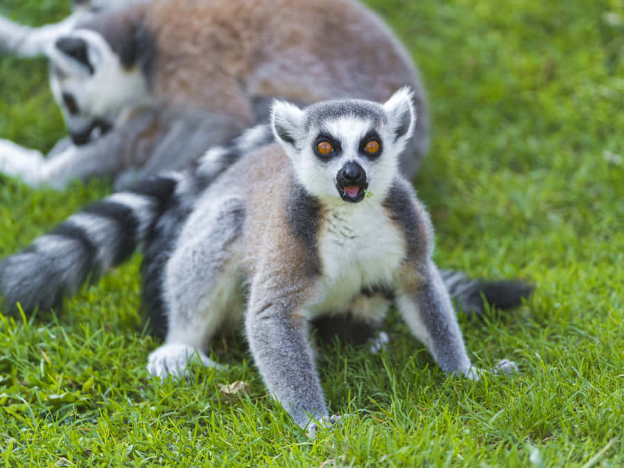 Intrigued Lemur In The Wild Wallpaper