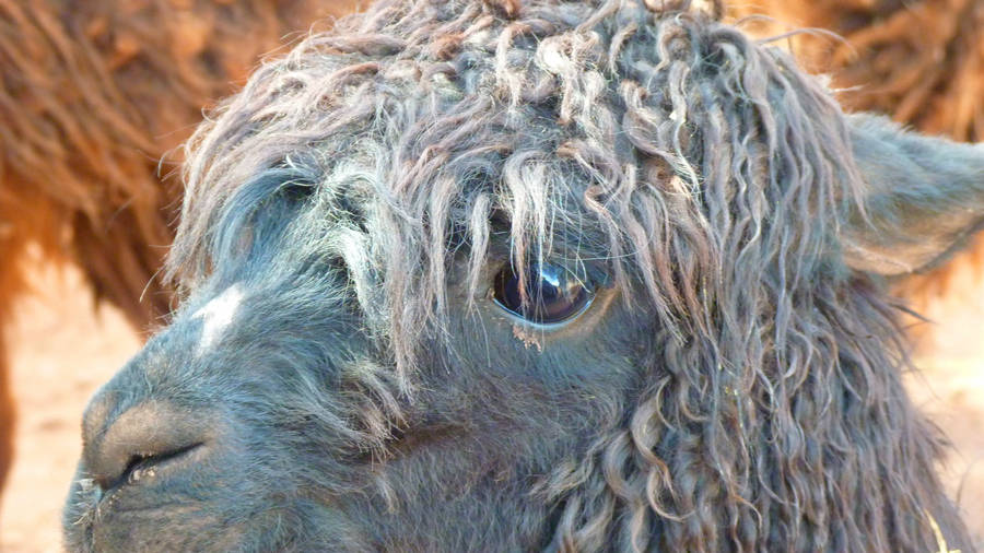 Intriguing Black Llama Close-up Wallpaper