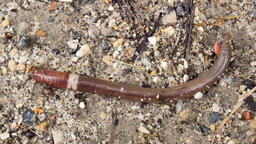 Invasive Asian Jumping Worm On The Ground Wallpaper