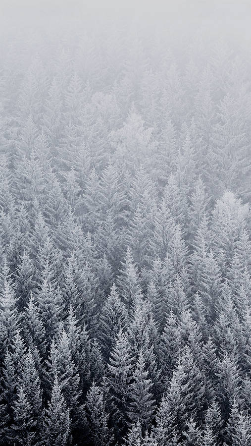 Ios 8 Winter Pine Trees Wallpaper