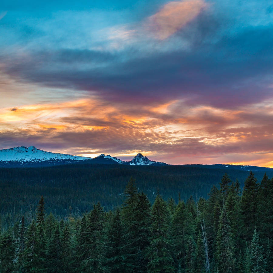 Ipad Pro Forest Of Trees Under Sunset Wallpaper