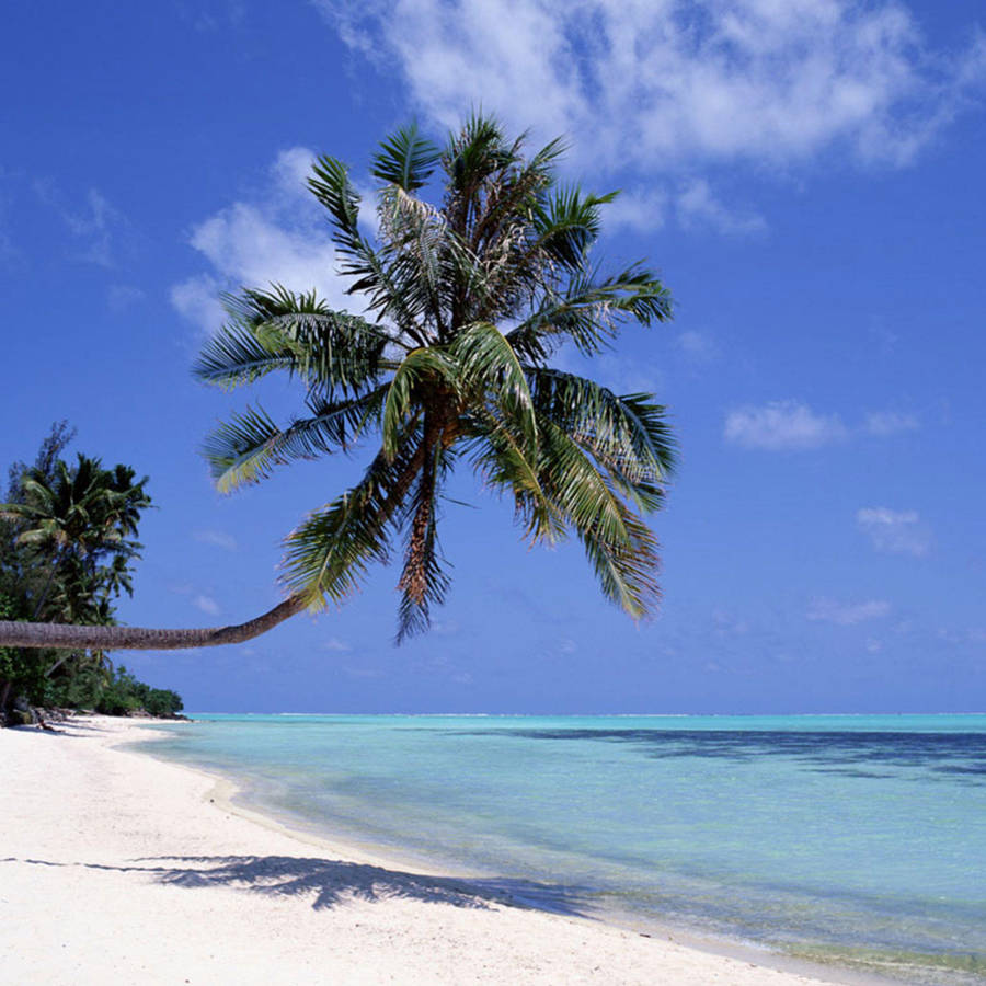 Ipad Pro Palm Tree On Sandy Beach Wallpaper