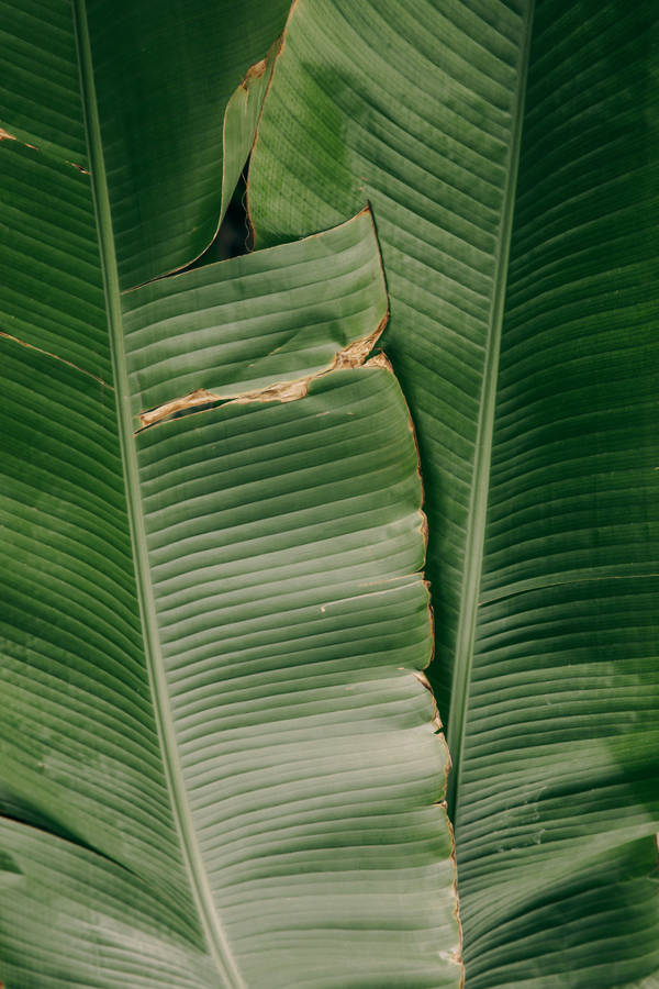 Iphone 4k Banana Leaves Wallpaper