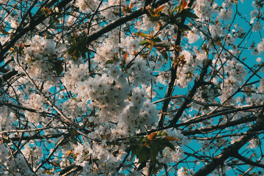 Iphone 4k Cherry Blossoms Wallpaper