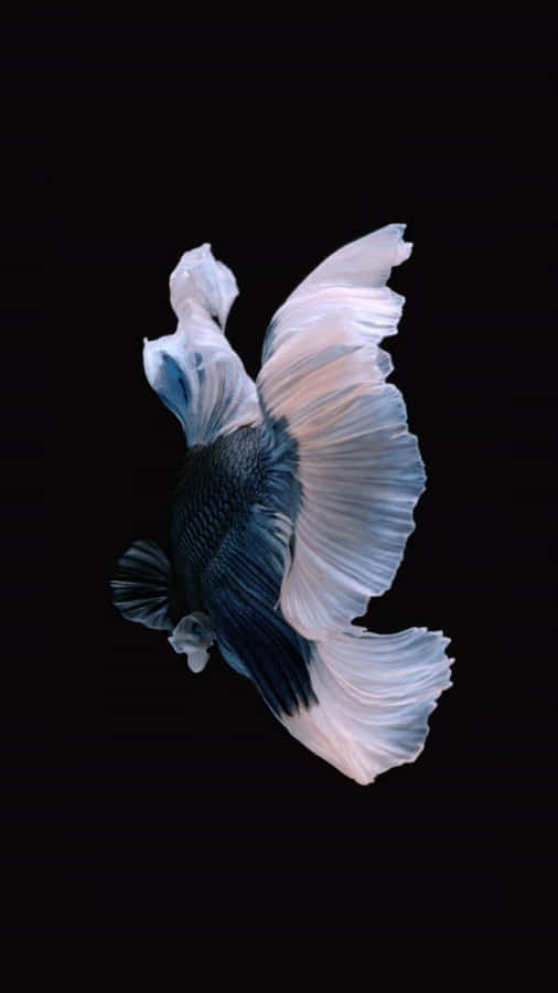 Iphone 6s Default Black White Fish Wallpaper