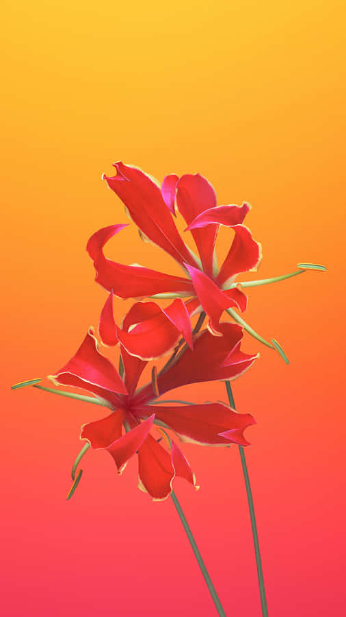 Iphone 6s Default Flame Lily Wallpaper