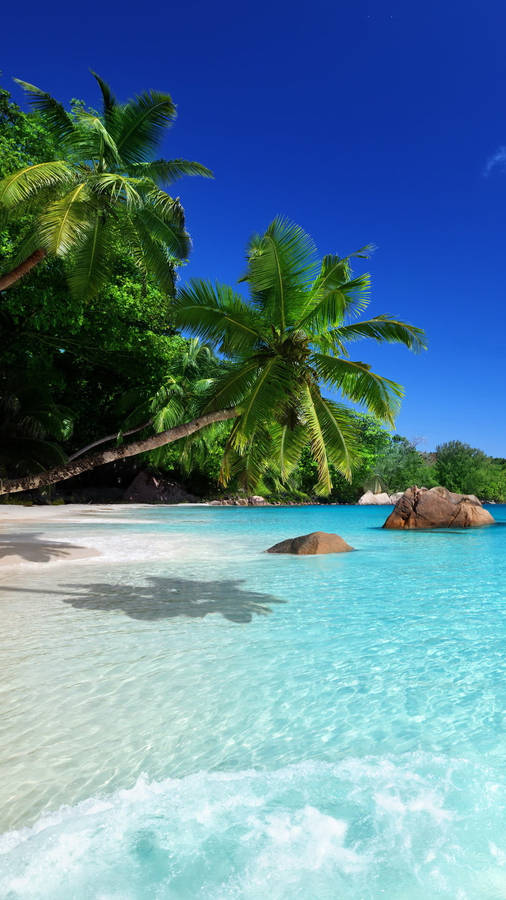 Iphone 7 Beach With Palm Trees Leaning Wallpaper