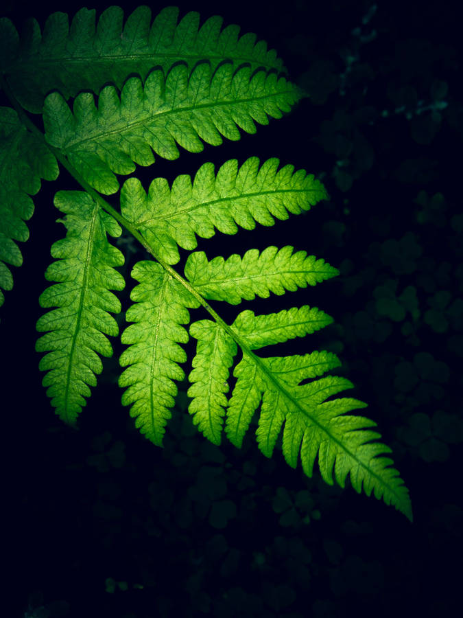 Iphone Lock Screen Fern Wallpaper