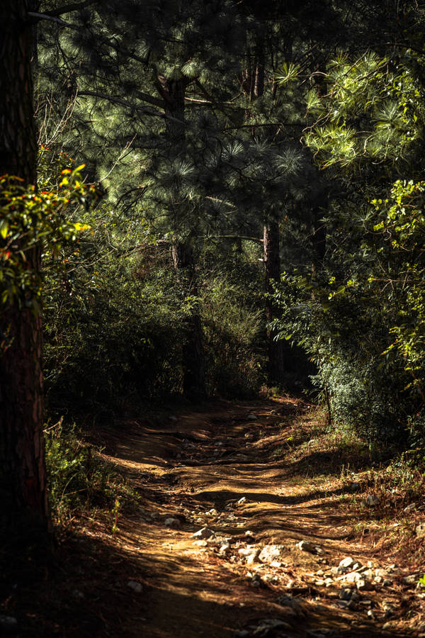 Iphone Lock Screen Forest Wallpaper