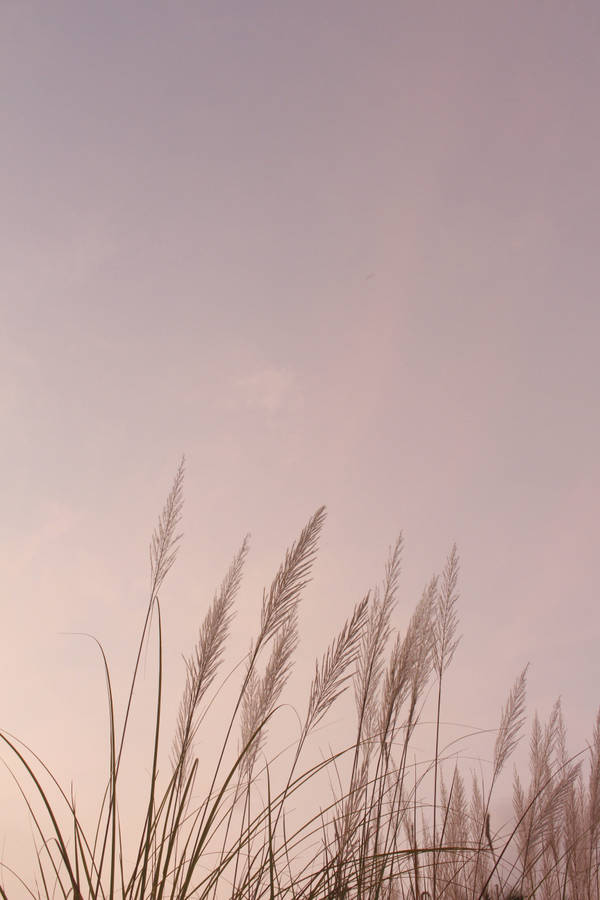 Iphone Lock Screen Wheat Wallpaper