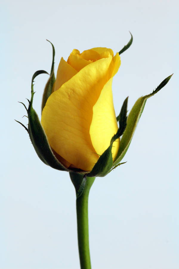 Iphone Lock Screen Yellow Rose Wallpaper