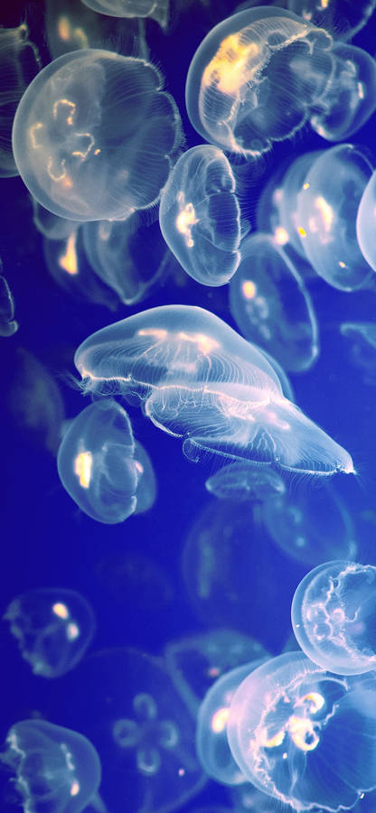 Iphone X Original School Of Jellyfish Wallpaper