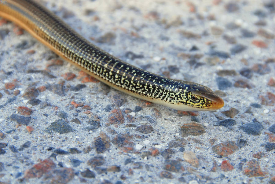 Island Glass Lizard Head Close-up Wallpaper