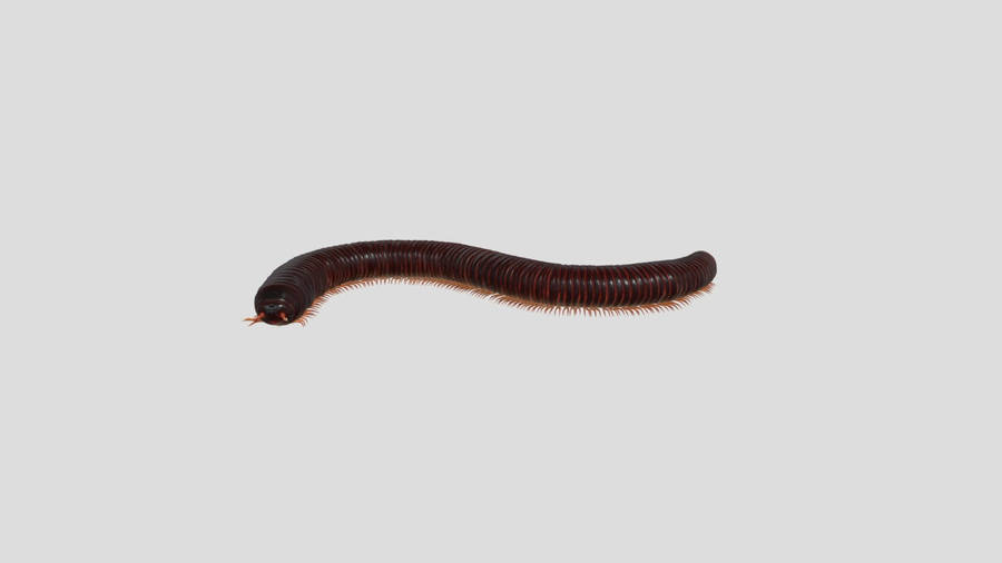 Isolated Spirostreptus Millipede Wallpaper