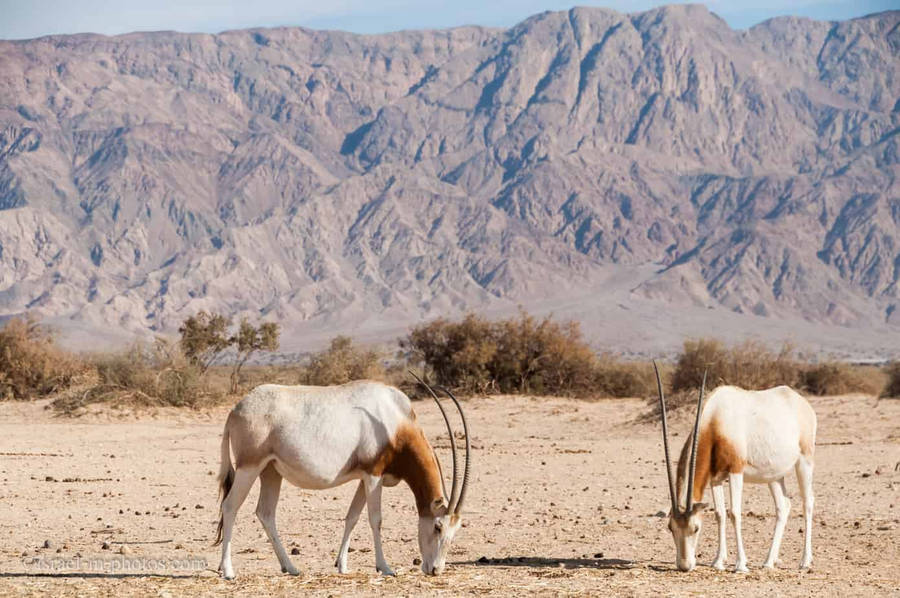 Israel Oryx Hai-bar Reserve Wallpaper