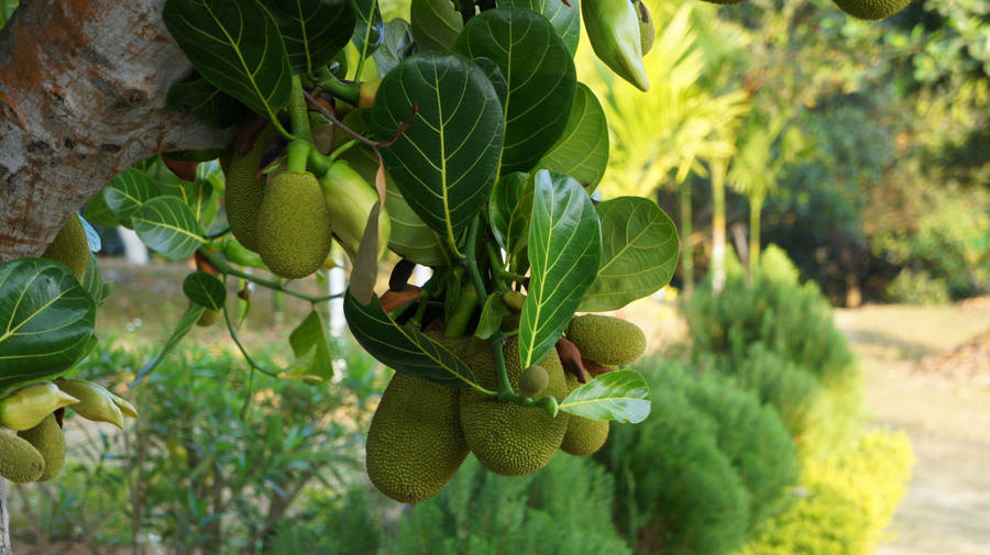 Jackfruit Tree With Fruits Wallpaper