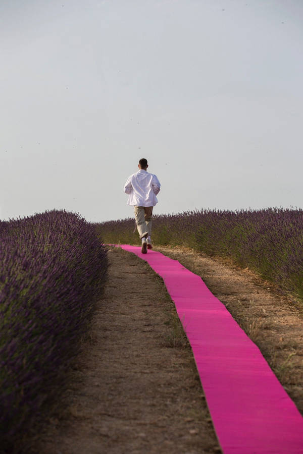 Jacquemus Runway In Lavender Field Wallpaper