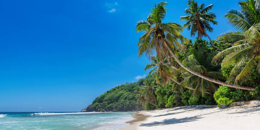 Jamaica Beach Palm Trees Wallpaper