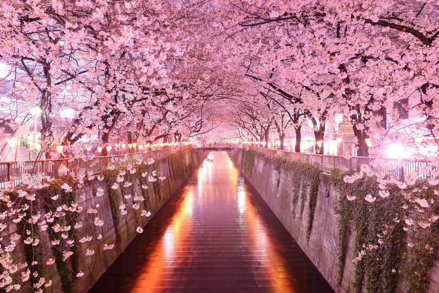 Japanese Canal Pink Night Wallpaper
