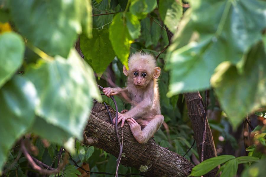 Japanese Macaque Baby Monkey Wallpaper