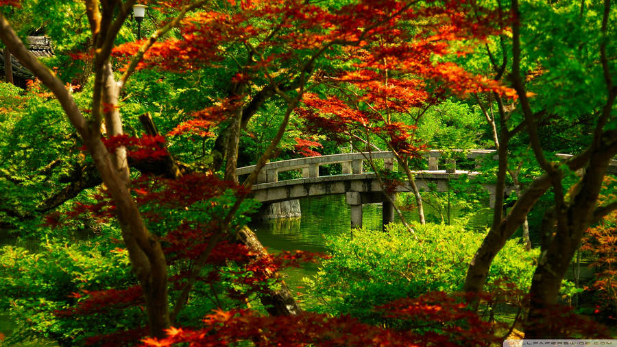 Japanese Nature Bridge Over Garden Wallpaper
