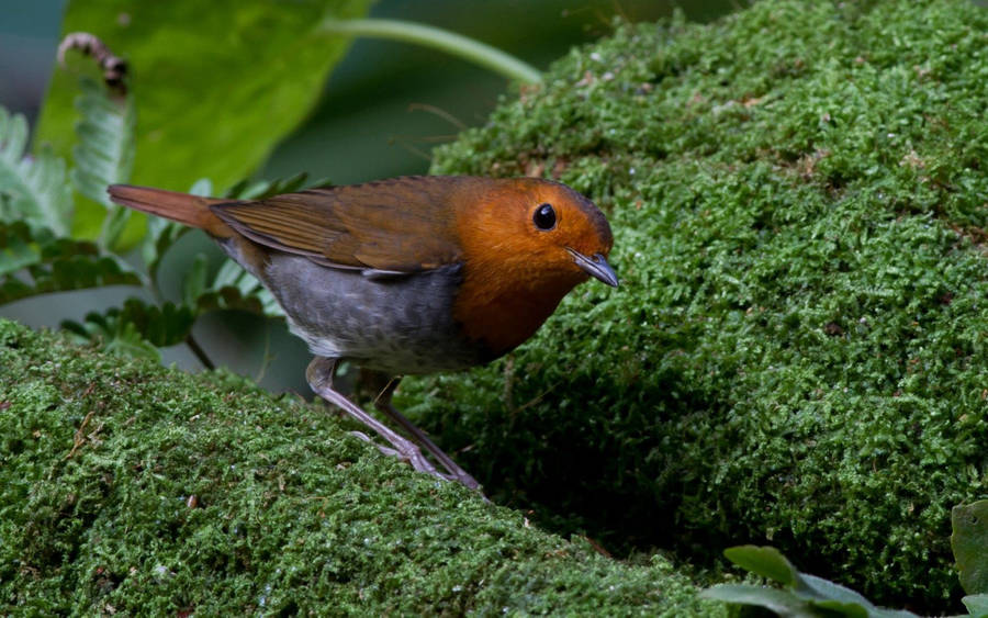 Japanese Robin Birds Of Nature Wallpaper