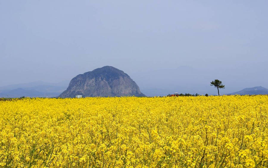 Jeju Island Canola Flower Field Wallpaper